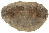 Fossil Fern (Pecopteris) Nodule Pos/Neg - Mazon Creek #184649-2